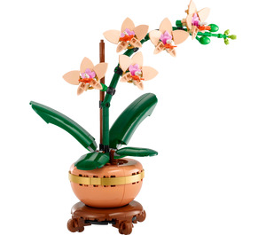 Mini Orchid 10343