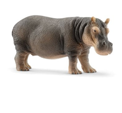 Hippopotamus