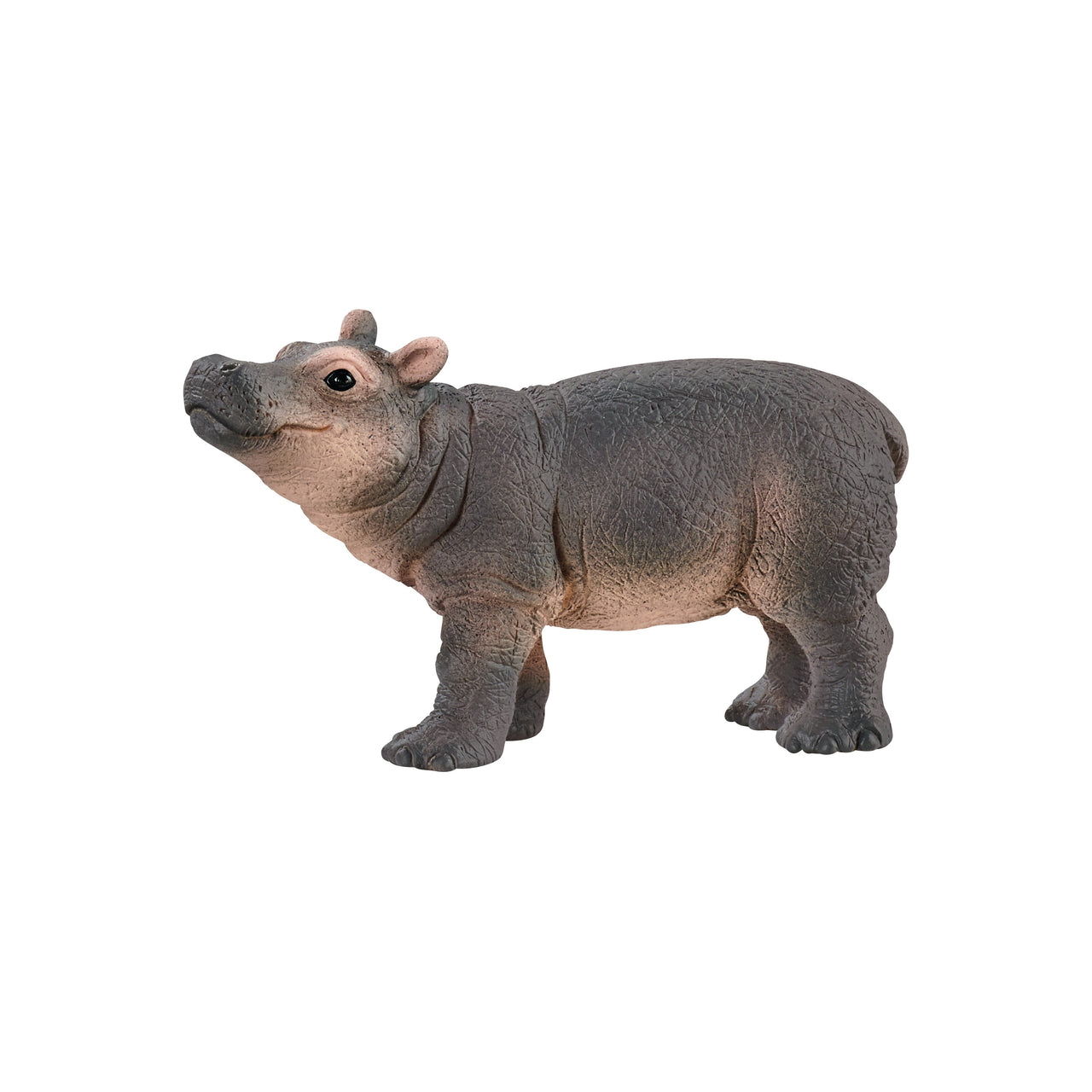 Hippopotamus Calf