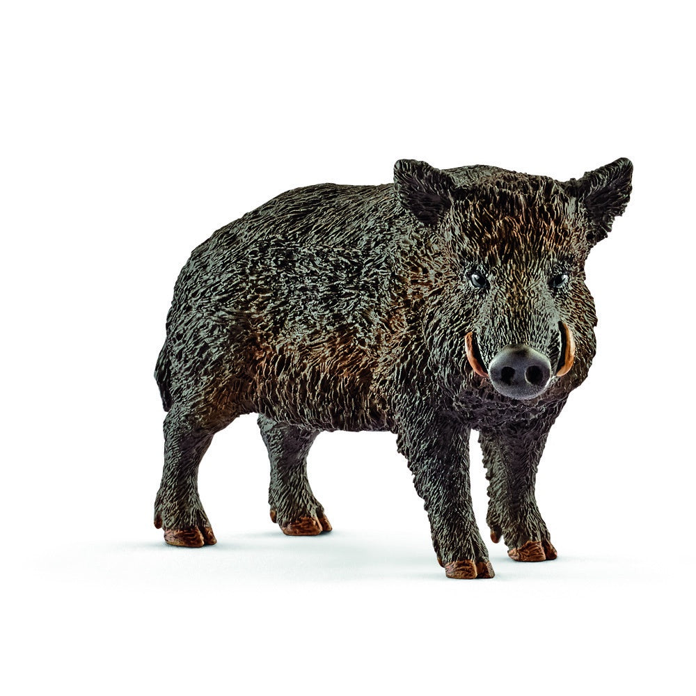 Wild Boar