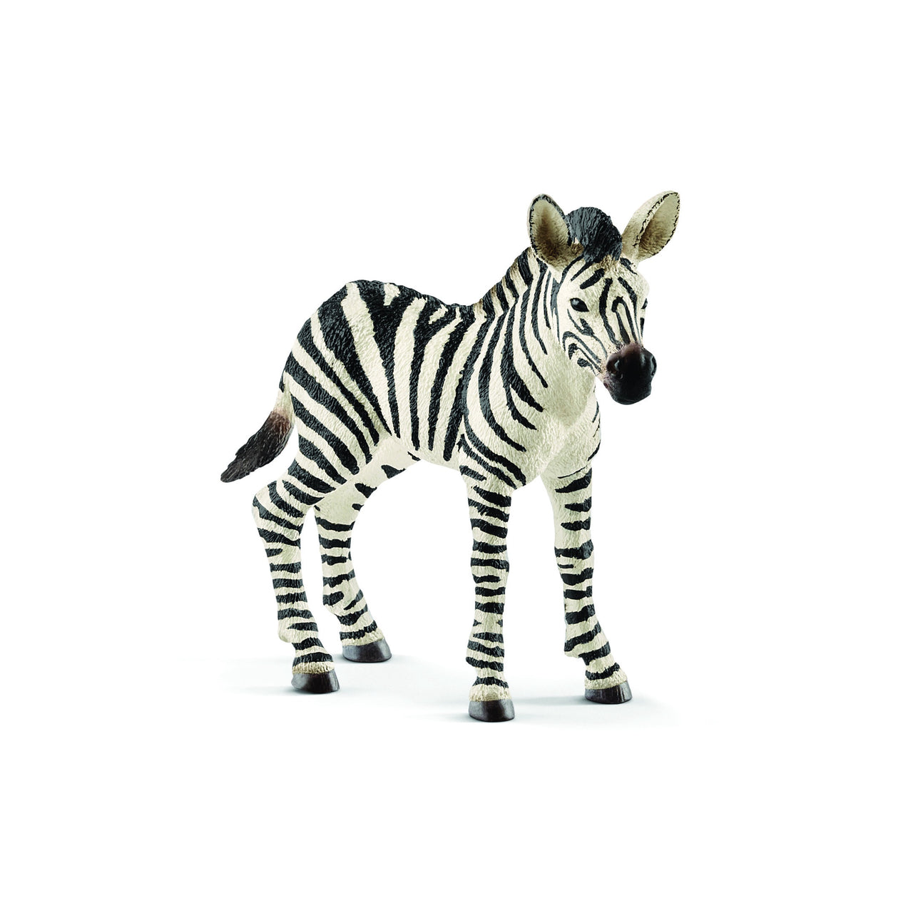 Zebra Foal