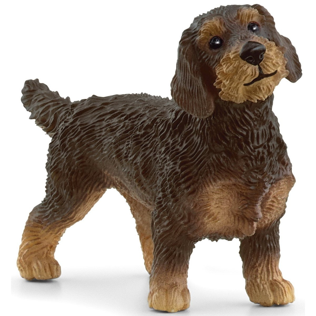 Wire-Haired Dachshund